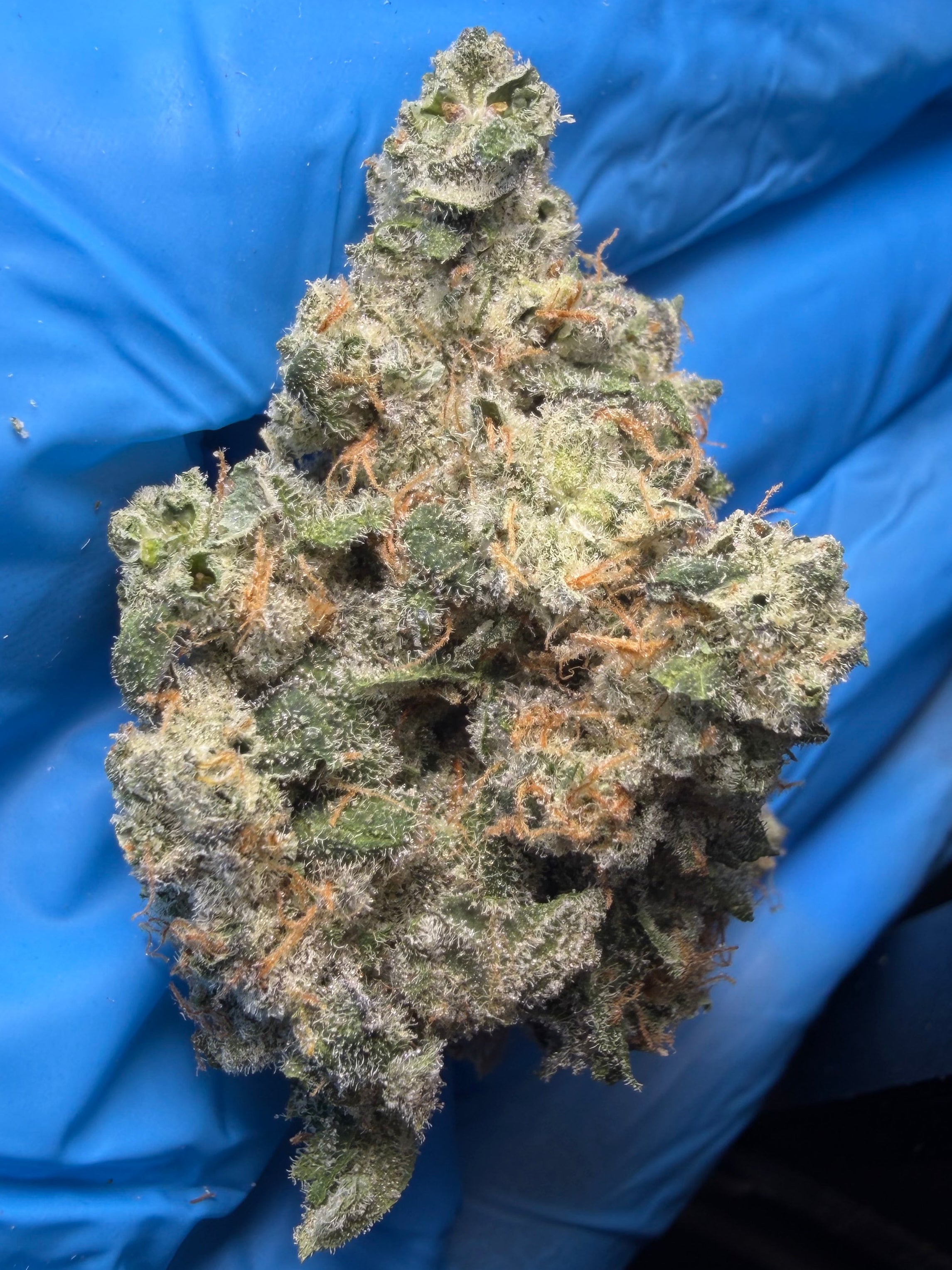 Black Magic Malon (black patronus x blueberry bang bang)