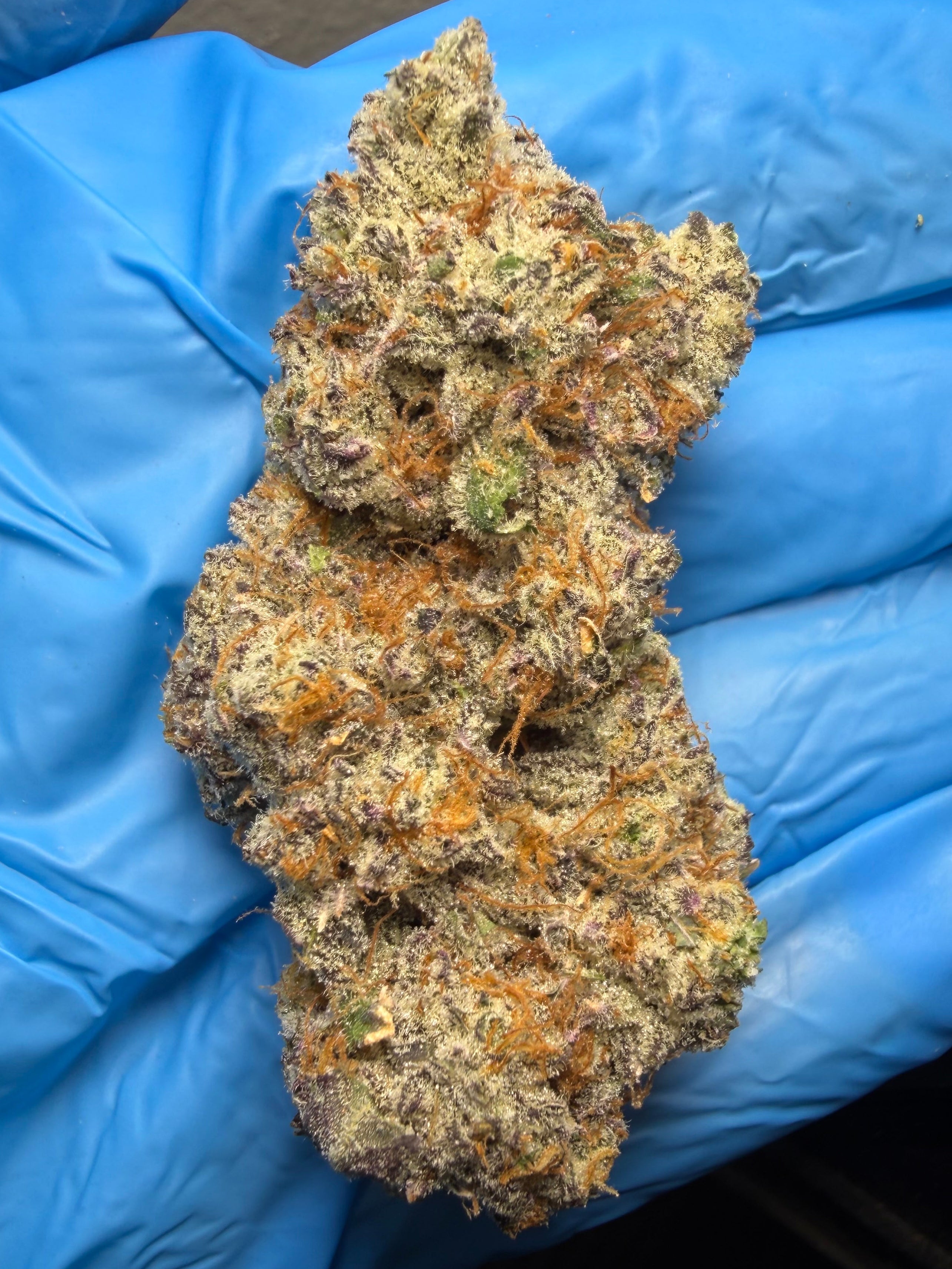 Government Oasis x Crescendo