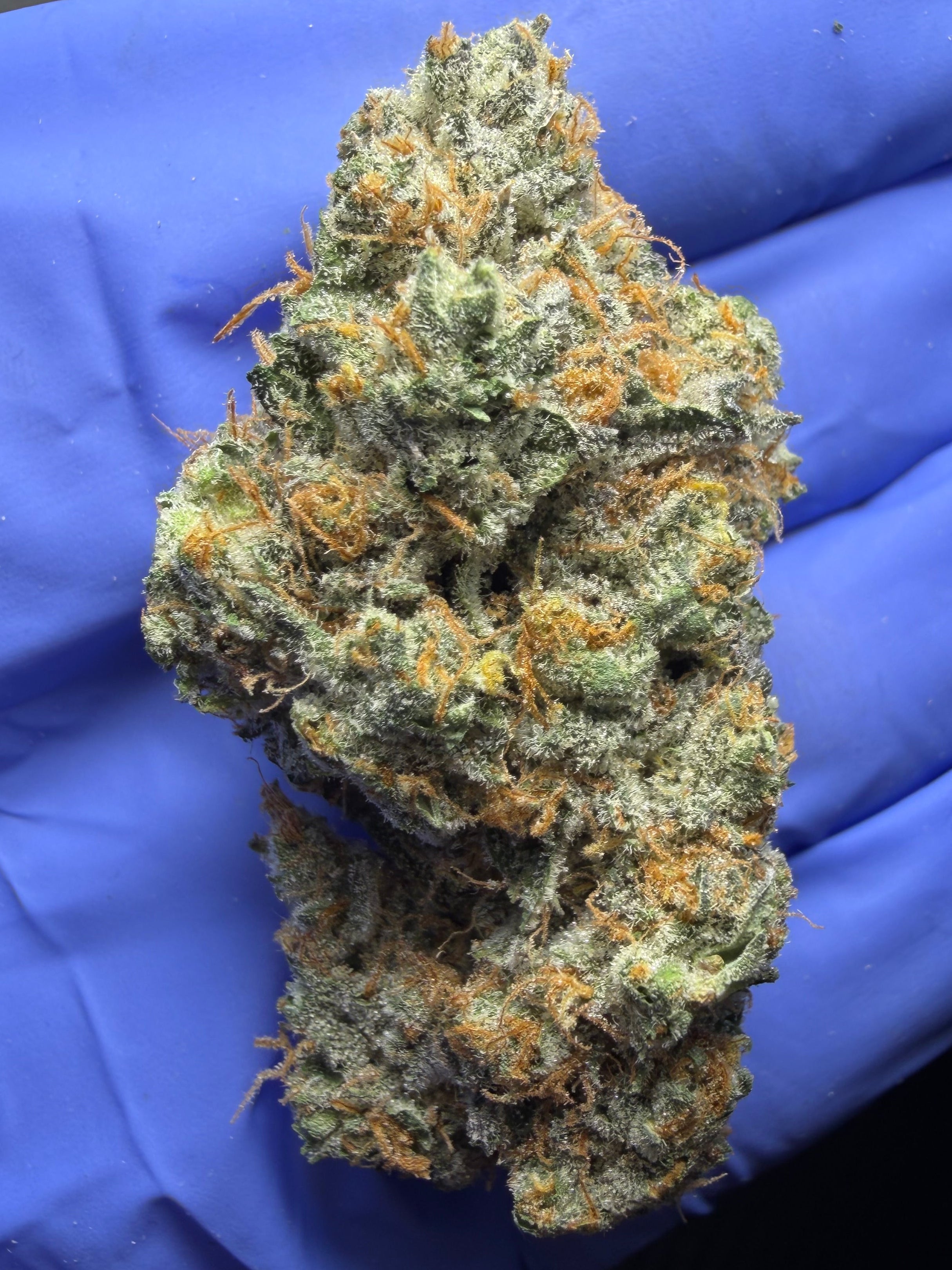 Permanent Marker bred by Seed Junky Genetics