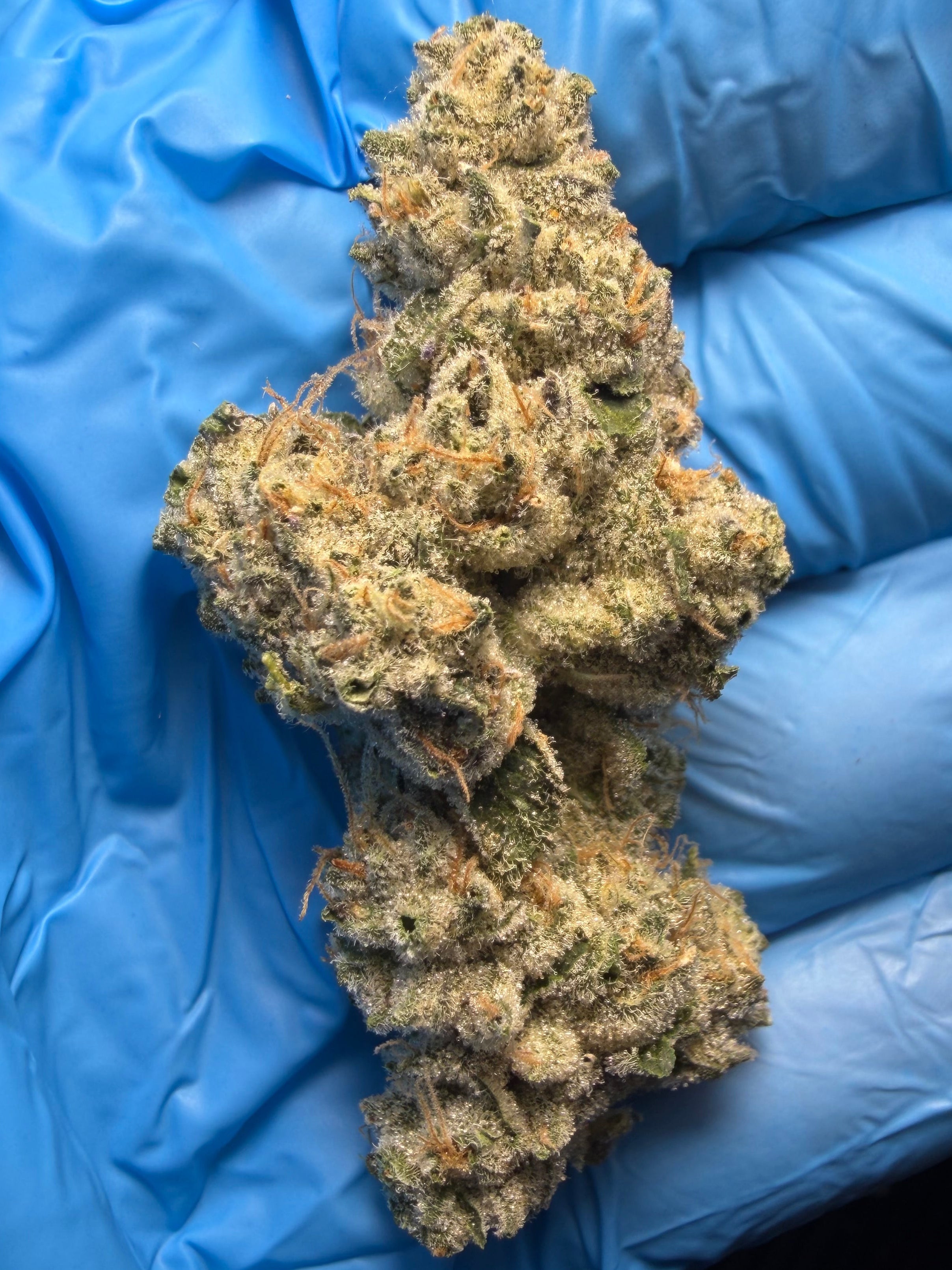 Zangria (the original Z x Girl Scout cookies) bred by Fiya Farmer